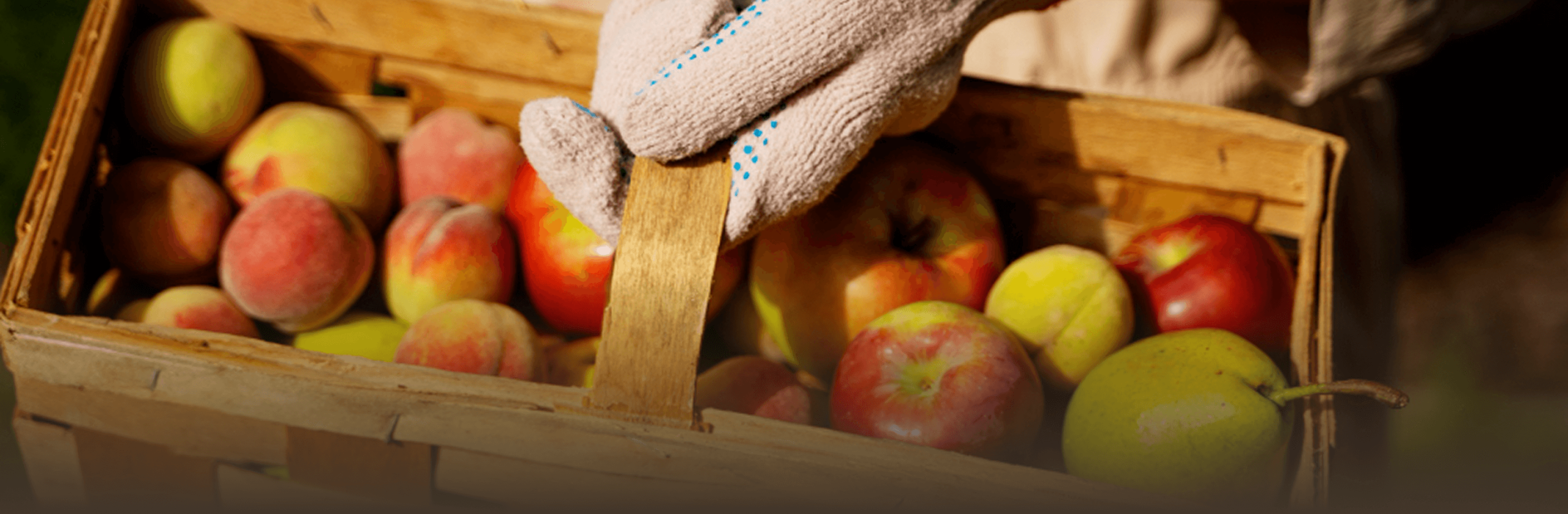 brix inicio distribucion fruta desktop scaled