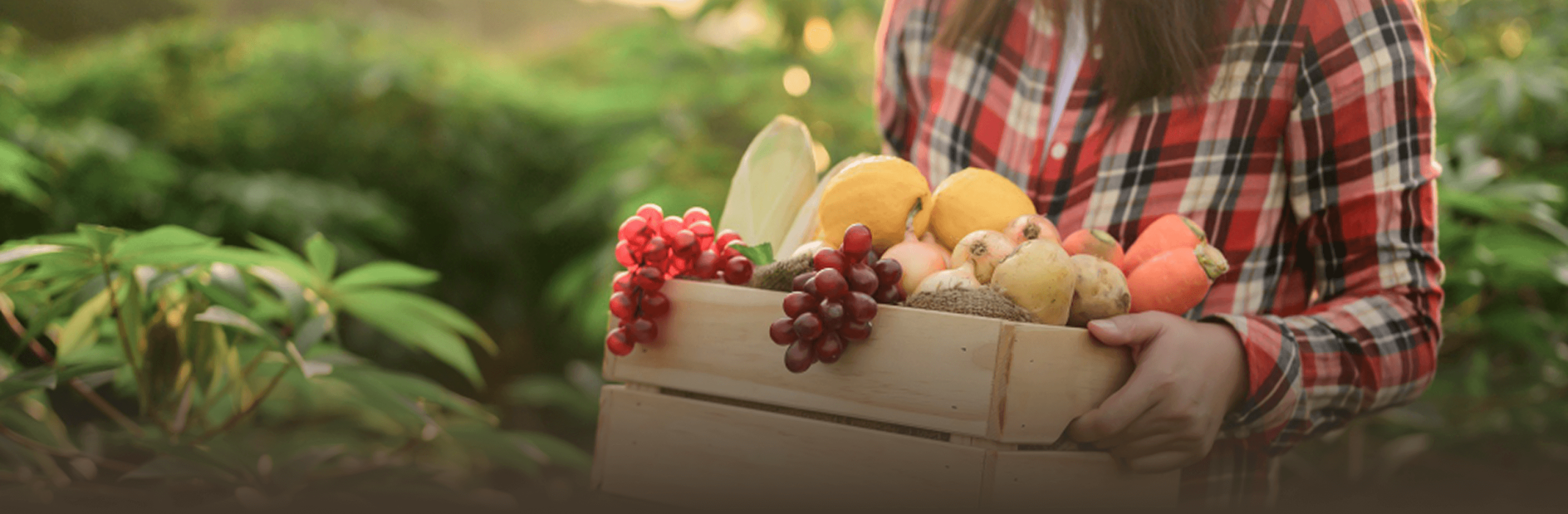 brix inicio frutas en caracas desktop scaled